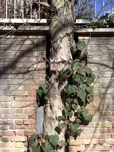 Tree In The Wall