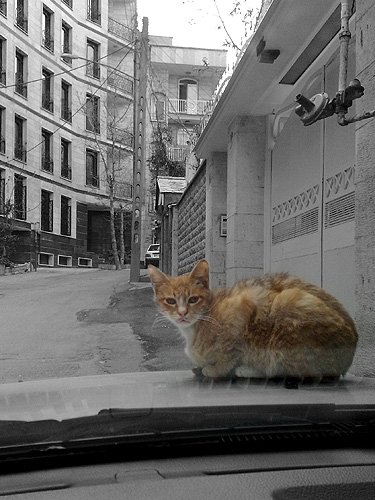 Street Cat Named Stubborn